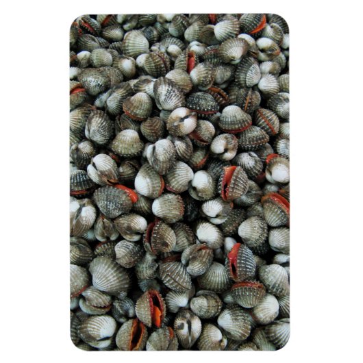 血のコックル貝 マグネット (縦)