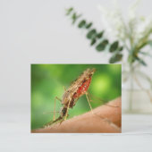 血の葉書がいっぱい入った蚊 ポストカード (スタンド正面)