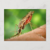 血はがき満載の蚊 ポストカード (正面)