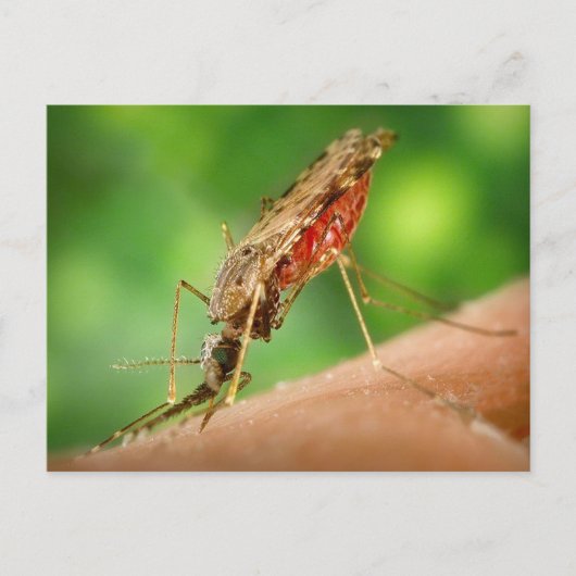 血はがき満載の蚊 ポストカード (正面)