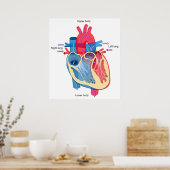 血中酸素経路を示すヒトハート図 ポスター (キッチン)