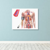 血圧および循環系 キャンバスプリント (インサイチュ (ウッドフロア))