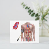 血圧および循環系 ポストカード (スタンド正面)