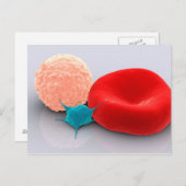 血小板赤と白細胞 ポストカード (正面/裏面)