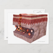 血栓の形成 ポストカード (正面/裏面)