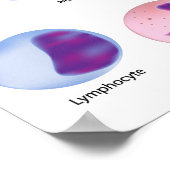 血液細胞ポスター ポスター (角)