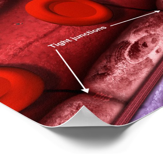 血液脳関門 ポスター (角)