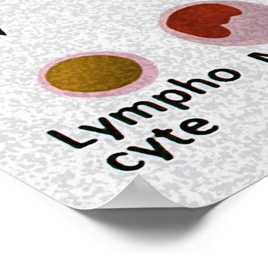 血球分化図 ポスター (角)