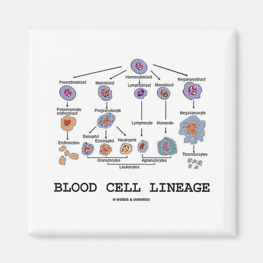血球系統（生物医学） マグネット (正面)