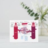 血管図動脈血管毛細血管 ポストカード (スタンド正面)