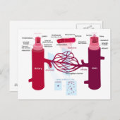 血管図動脈血管毛細血管 ポストカード (正面/裏面)