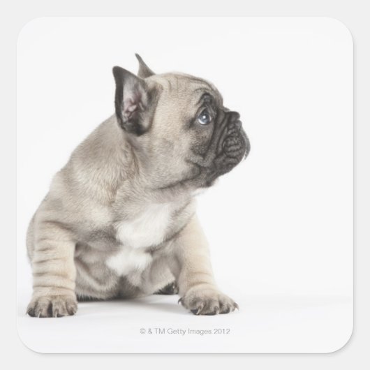 血統のある子犬 スクエアシール (正面)
