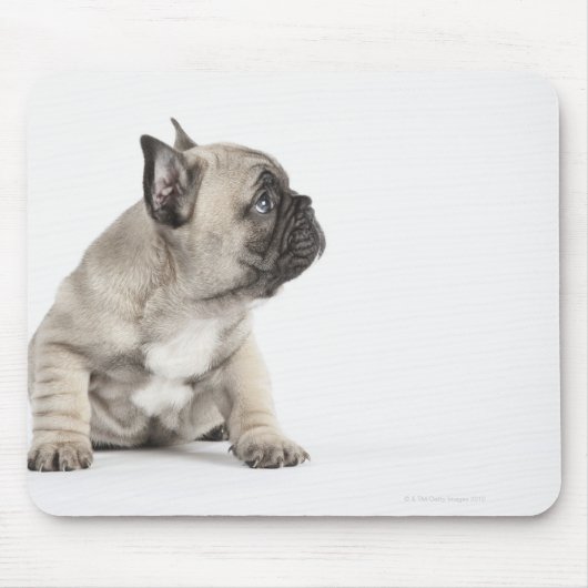 血統のある子犬 マウスパッド (正面)