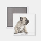 血統のある子犬 マグネット (正面/裏面)