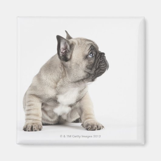 血統のある子犬 マグネット (正面)