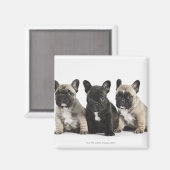 血統3つの子犬 マグネット (正面/裏面)