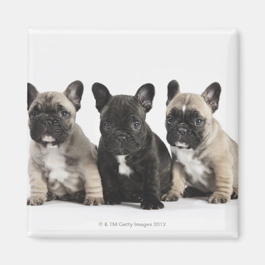 血統3つの子犬 マグネット (正面)