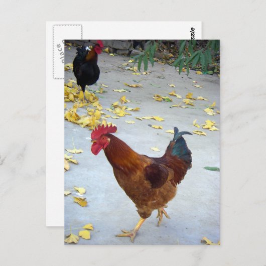 行く先 ポストカード (正面/裏面)