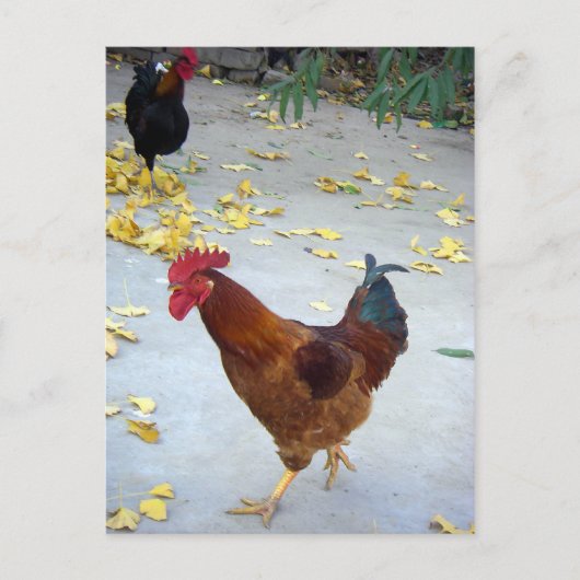 行く先 ポストカード (正面)