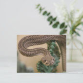 行け行け！ ポストカード (スタンド正面)