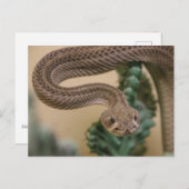 行け行け！ ポストカード (正面/裏面)