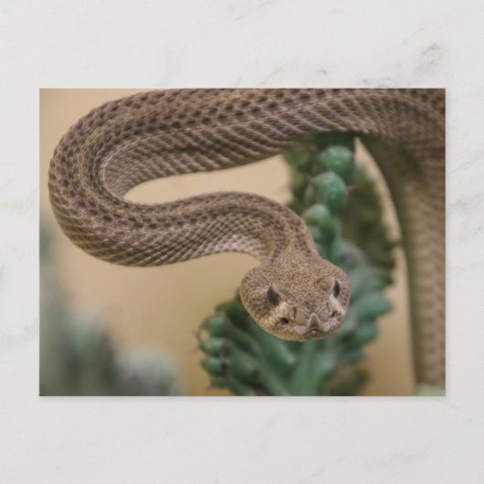 行け行け！ ポストカード (正面)