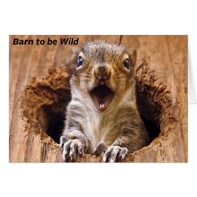 衝撃を与えられたリス (正面横)