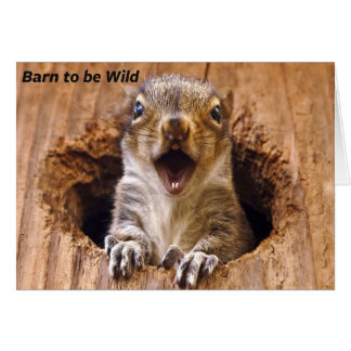 衝撃を与えられたリス