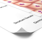 表皮ポスター3d解剖学 ポスター (角)