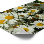 表示デイジー ポスター (角)