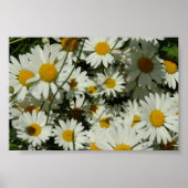 表示デイジー ポスター (正面)