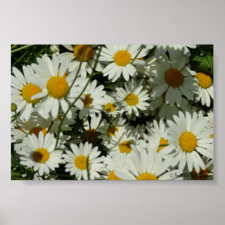 表示デイジー ポスター