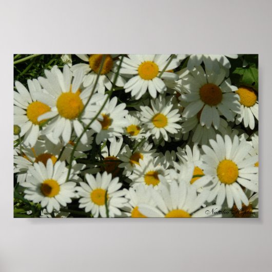 表示デイジー ポスター (正面)