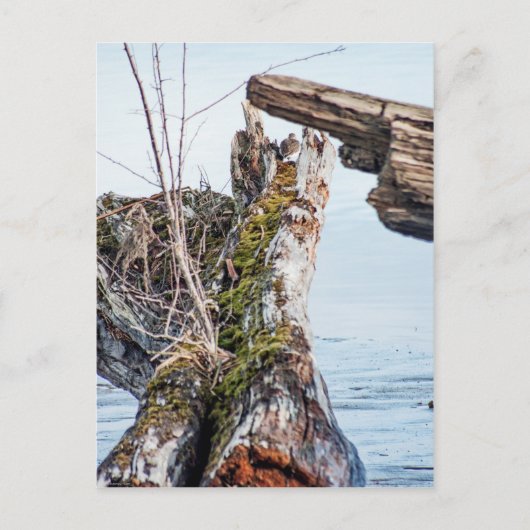 表示ボックス ポストカード (正面)