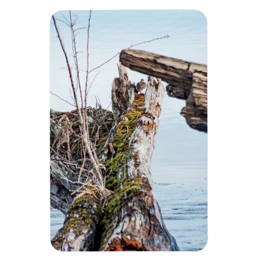 表示ボックス マグネット (縦)