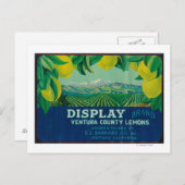 表示レモンラベルベンチュラ， CA ポストカード (正面/裏面)
