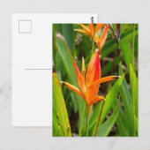 表紙にオレンジ色の花が描かれたポストカード ポストカード (正面/裏面)