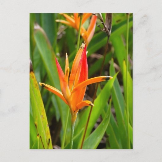 表紙にオレンジ色の花が描かれたポストカード ポストカード (正面)