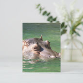 表面のカバの水泳 ポストカード (スタンド正面)