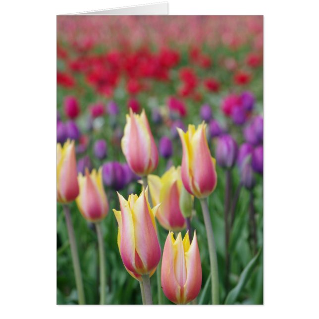 衰退のチューリップ (正面)