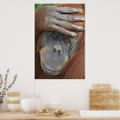 被拘束女性スマトラオランウータン ポスター (キッチン)