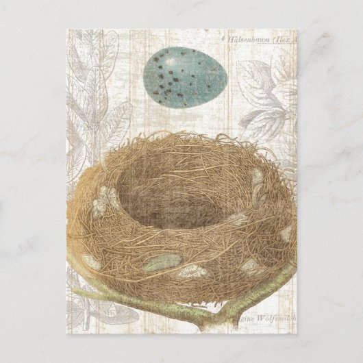 装飾卵を持つ鳥の巣 ポストカード (正面)