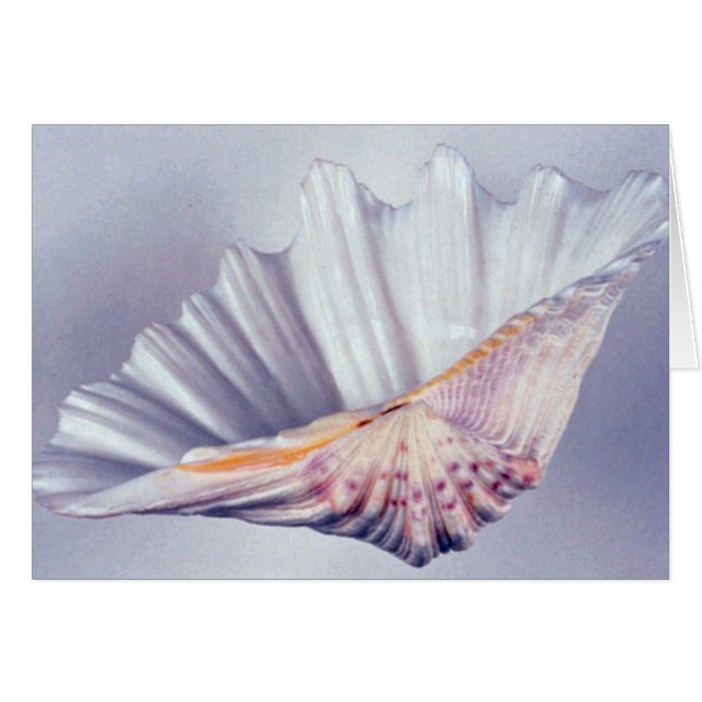 装飾用の巨大な貝殻 (正面横)