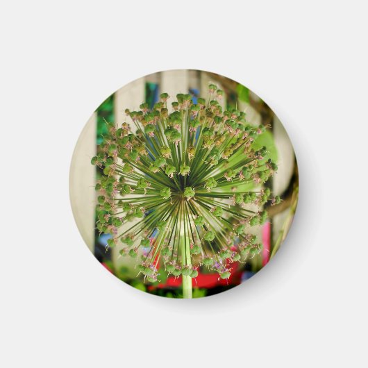 装飾用オニオンマグネット マグネット (正面)