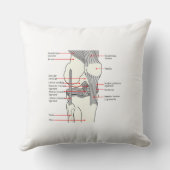 装飾用クッション解剖図ヒト右膝 クッション (裏面)