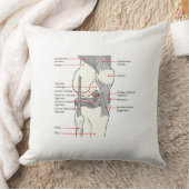 装飾用クッション解剖図ヒト右膝 クッション (ブランケット)