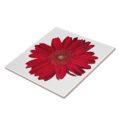装飾用赤ガーベラデイジークローズアップ写真 タイル (側面)