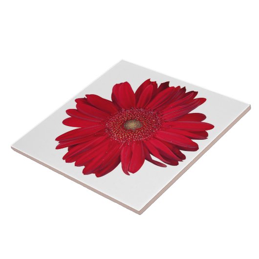 装飾用赤ガーベラデイジークローズアップ写真 タイル (側面)