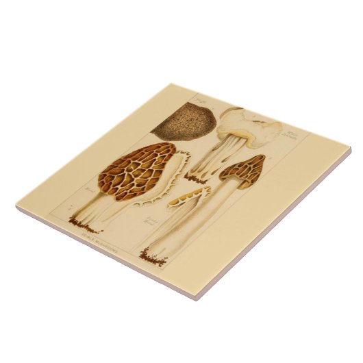 装飾的な台所アクセントのタイルの食用のきのこ タイル (側面)