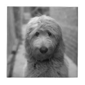 裏庭での子犬 タイル (正面)